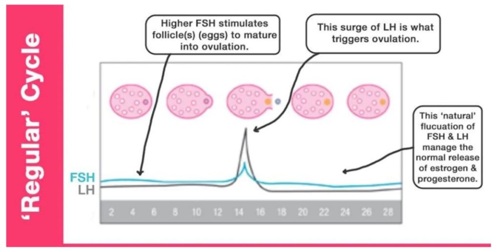 regular menstrual cycle graph showing levels of LH and FSH and ovulation timeline